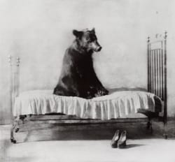 Bear sitting on a bed
